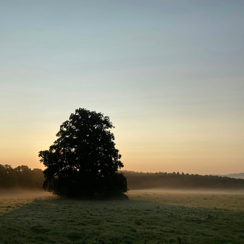 Árvore solitária ao pôr do sol
